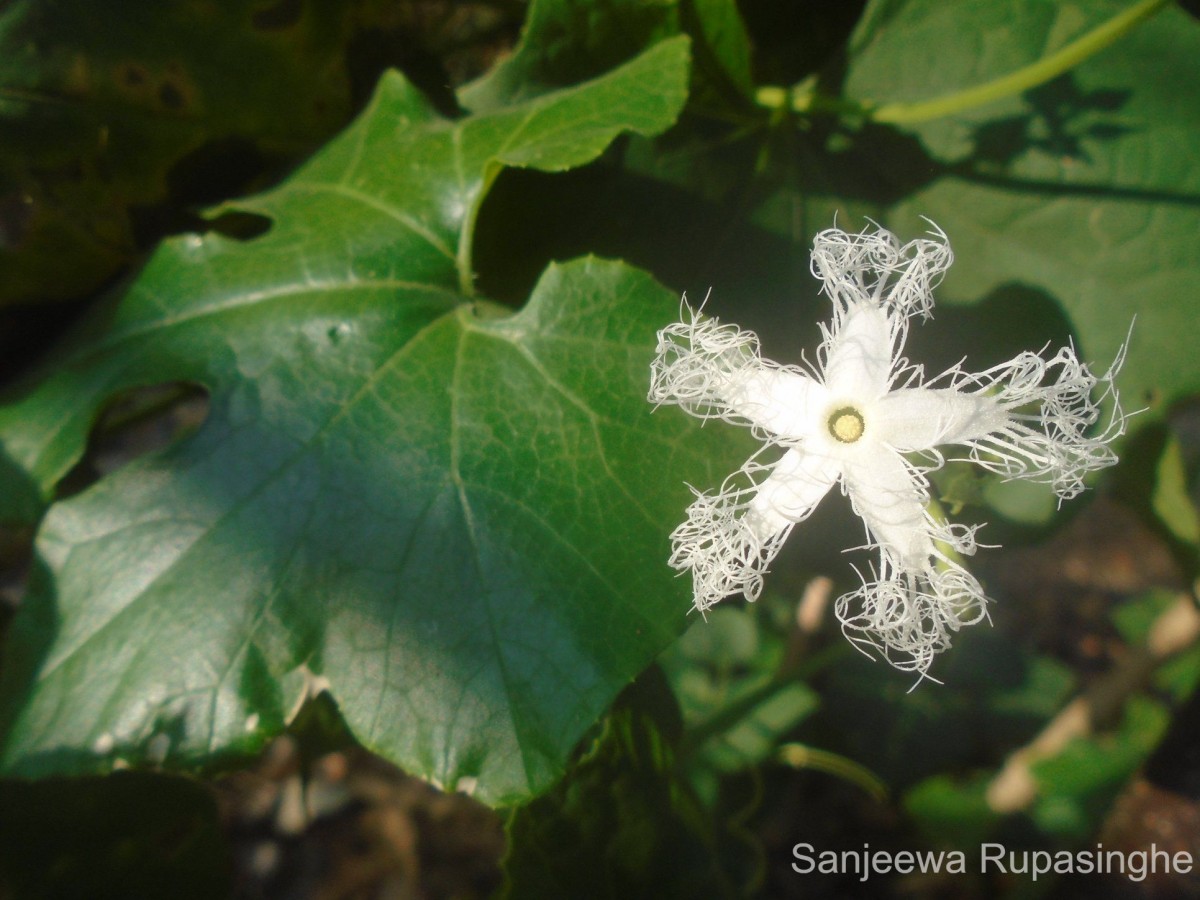 Trichosanthes cucumerina L.